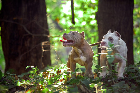 Happy healthy dogs enjoying a run and playing in the park