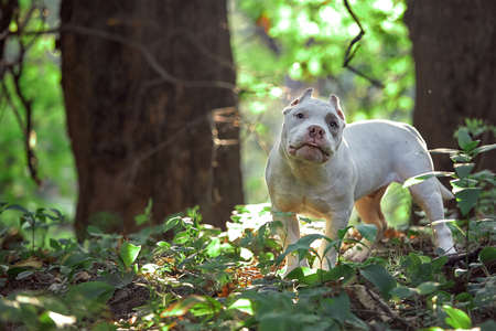Beautiful puppy American bull in the park, copy space.の写真素材
