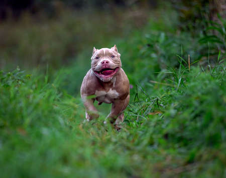 american bully dog running on the lawn green grass in the forestの写真素材