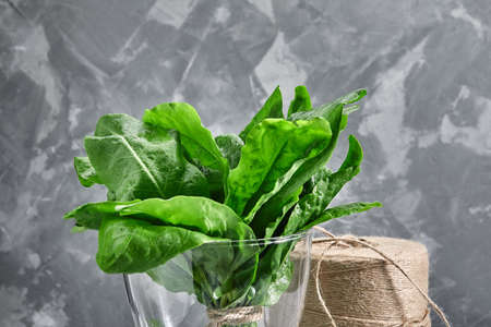 Leaf spinach in a vase with water. On a gray background, with a coil of rope for packaging. Natural product, copy space.の写真素材