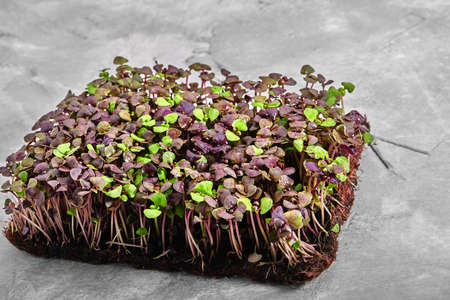 Microgreen purple basil. Ecological packaging, food delivery.の写真素材