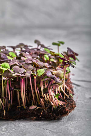 Red cabbage, fresh sprouts and young leaves front view over gray. Vegetable and microgreen. Also purple cabbage, red or blue kraut. Macro photoの写真素材
