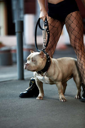 Sexy and srong brunette woman posing with bully dog on city street, looking at camera.の写真素材