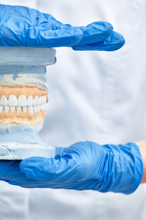 A dentist girl holds a model of a jaw in her hand