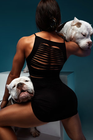 Sexy and srong brunette woman posing with bully dogs in studio on blue background. Rear viewの写真素材