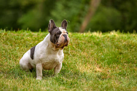 French Bulldog sitting on a green lawn, copy space.の写真素材
