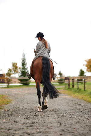 Portrait of a pretty young woman with a brown horse riding autumn dayの写真素材