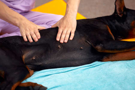 big dog lying on the floor and gets a massage on its thightの写真素材