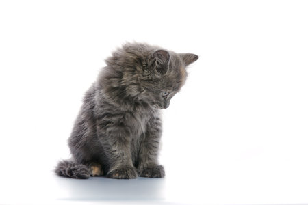 Cute and adorable grey kitten cat against a white backgroundの写真素材