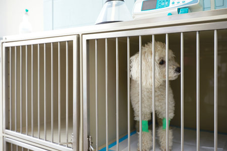 Close up of White Pekingese puppy sitting in the cage at the animal hospital veterinary Clinic waiting for recovery from treatment and find a good home.の写真素材