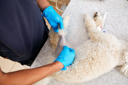 Veterinarian shaving a dog before treatment. doctor at the animal clinic with an anesthetized dog.