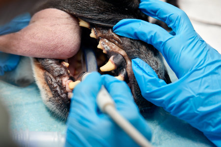 Veterinary dentistry. Dentist surgeon veterinarian treats and removes the teeth of a dog under anesthesia on the operating table in a veterinary clinic. Sanitation of the oral cavity in dogs close-upの写真素材