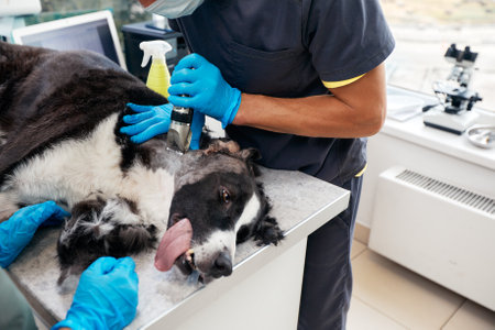 Pet operation in operating theatre with surgeon in vet surgeryの写真素材