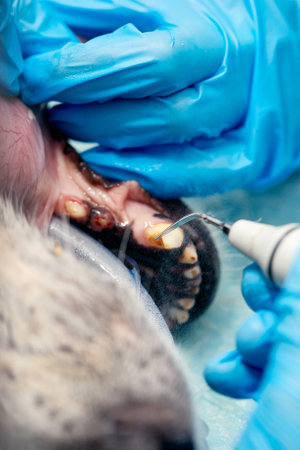 Veterinary dentistry. Dentist surgeon veterinarian treats and removes the teeth of a dog under anesthesia on the operating table in a veterinary clinic. Sanitation of the oral cavity in dogs close-upの写真素材
