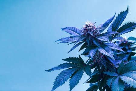 Cannabis bush close up. Tetrahydrocannabinol macro. Medical marijuana footage for design and decoration. Biological pattern.の写真素材