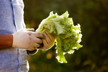 Young farmer holding a bunch of green fresh lettuce in his handsの写真素材