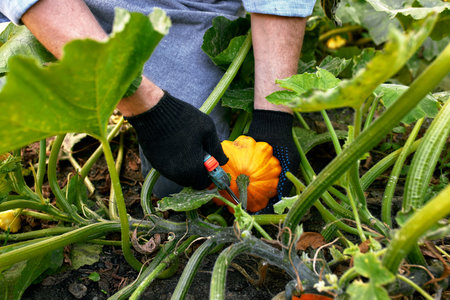 Harvest pumpkin organic vegetable garden. Farmer hand picking up ripe pumpkins at agricultural field