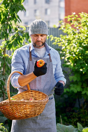 Male farmer picking fresh tomatoes from his hothouse gardenの写真素材