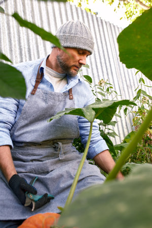 Male farmer picking vegetables in his garden. Selective focus. Foodの写真素材