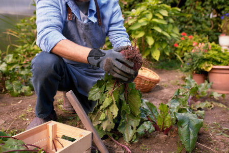 Male farmer picking vegetables in his garden. Selective focus. Foodの写真素材