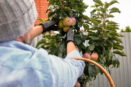 Harvesting apple. A farmer carries a crate of organic apples picked in an orchard. Horizontal shotの写真素材