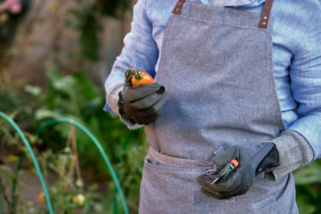 Male farmer picking fresh tomatoes from his hothouse gardenの写真素材