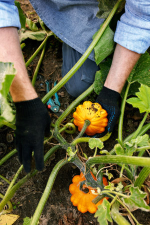 Harvest pumpkin organic vegetable garden. Farmer hand picking up ripe pumpkins at agricultural fieldの写真素材