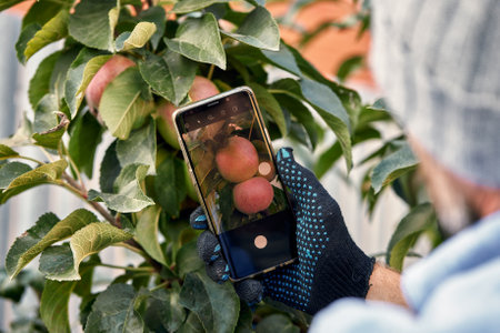 hands farmer taking photo with mobile smart phone in indoor organic apples produce in greenhouse garden nursery farm, agriculture business, smart farming technology conceptの写真素材