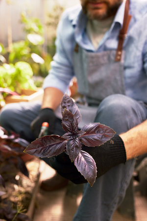 farmer hands holding violet and green basil plant leaves, organic agriculture background, ecology conceptの写真素材