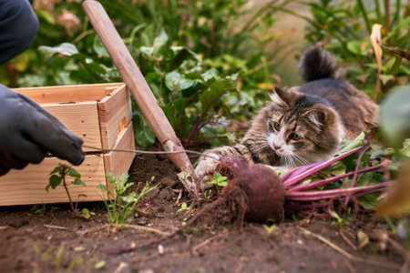 Homeless cat among the bushes of tomatoes at sunny day.の写真素材