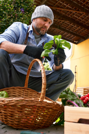 Close up of a mature male farmer is holding a basket with fresh harvested at the moment vegetables satisfied with his harvestの写真素材