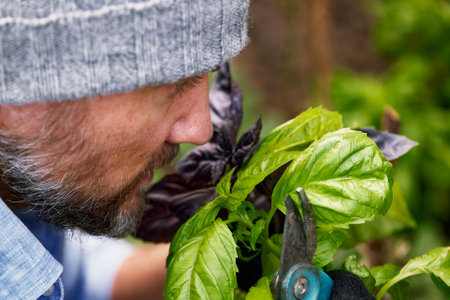 farmer hands holding violet and green basil plant leaves, organic agriculture background, ecology conceptの写真素材