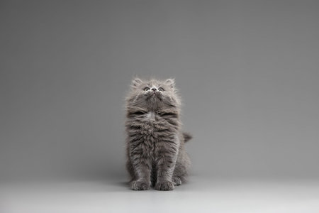 Playful fluffy gray kitten looks up, copyspace.の写真素材