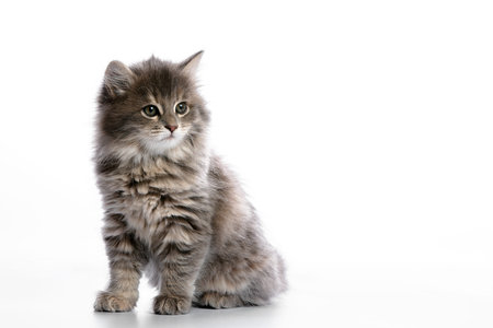 Cute gray fluffy kitten on a white background, looks away copyspace, advertising banner.の写真素材