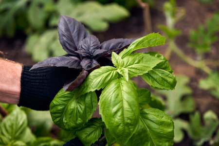 A middle-aged European man with a beard in a hat in a greenhouse checks the green and purple basil for ripening, growing greens and vegetables in his garden, breeding plants in his garden.の写真素材
