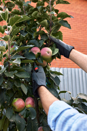 Hands of a gardener holding branches and leaves of lettuce and vegetables grown in his garden, farming as a hobby, his garden vegetable garden, country houseの写真素材