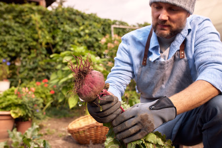 Male farmer picking vegetables in his garden. Selective focus. Foodの写真素材