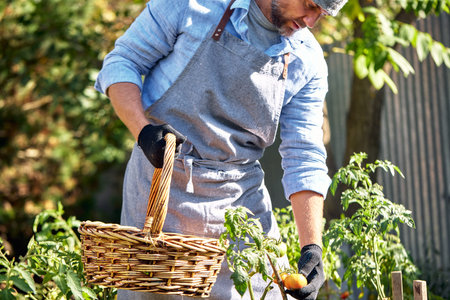 Male farmer picking fresh tomatoes from his hothouse gardenの写真素材