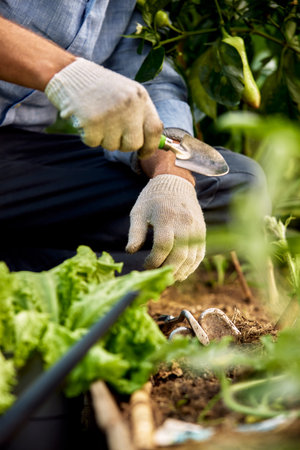 A mans hand in a white garden glove scoops up weeds with a garden shovel. Gardening, weed control conceptの写真素材