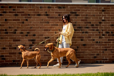 Charming young girl on a walk with two golden-colored dogs on a sunny day against a brick wall....