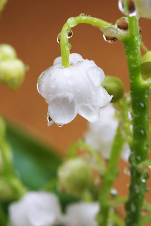 Close-up of lily of the valley flower - shallow depth of fieldの写真素材