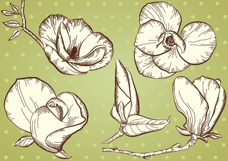Vintage flowers for design.Isolated floral vector illustrationのイラスト素材