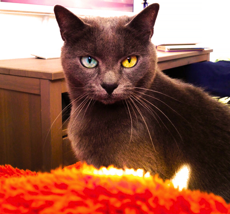 A black cat with heterochromia looks into your soul through the lens of the camera.の写真素材