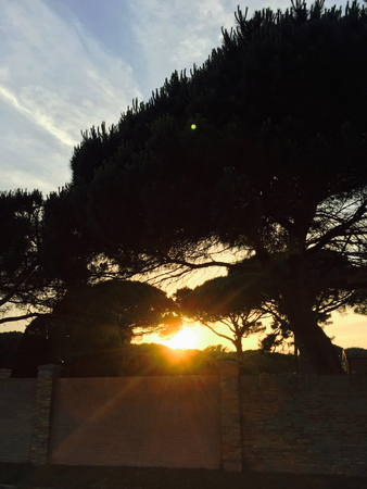 Sunset protruding from the trees.の写真素材