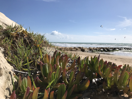 Succulents growing on the beachの写真素材