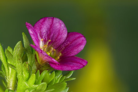 Red flowers on a green background