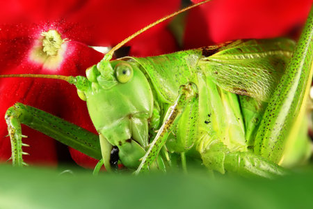 Grasshopper macro