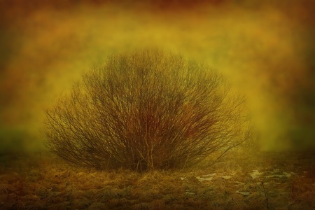 Shrub in the fogの写真素材