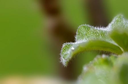 Flower leaf in green backgroundの写真素材