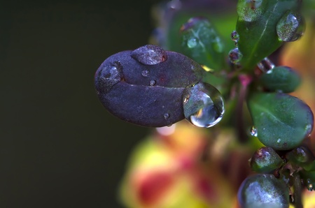 Flowers with dew drops macroの写真素材